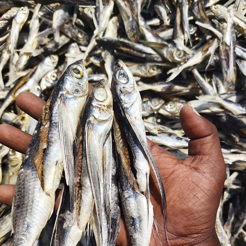 கொல்லி மீன் கருவாடு / Kolli Fish Dry